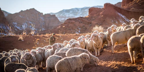 Um pastor dá a vida pelas ovelhas