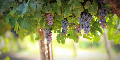 Produzir frutos para Deus