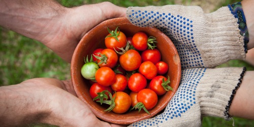 elaine-casap-86020 - 500x250