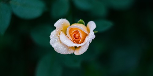 ivan-jevtic-293886 - 500x250