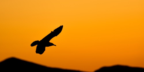 moss-358130 - 500x250