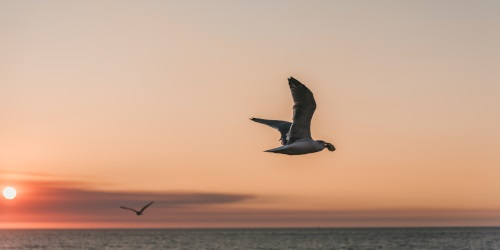 rui-marinho-405773 - 500x250