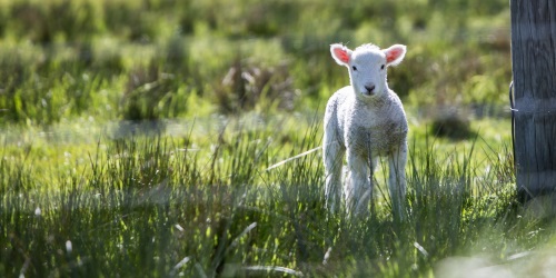 Cristo: o cordeiro pascal