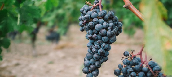 Revelando os frutos que expressam o Pai