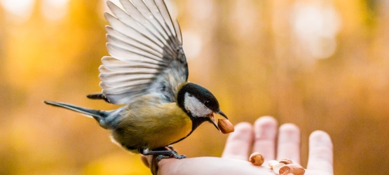 buscar o Reino em primeiro lugar