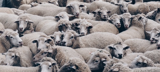 Não seguir a multidão