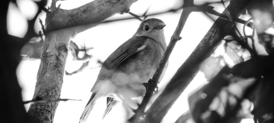 Misericórdia, não sacrifícios