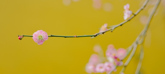 A diligência no cumprir do plano