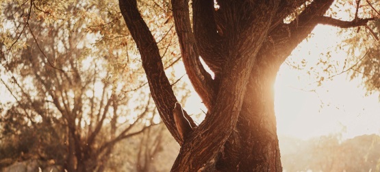 Interesse de homem ou vontade de Deus?