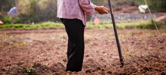 Entre espinhos ou na boa terra?