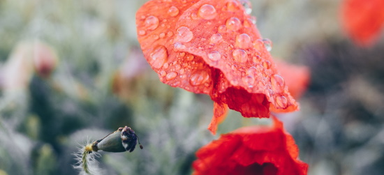 A falta de conhecimento de Deus é uma vergonha