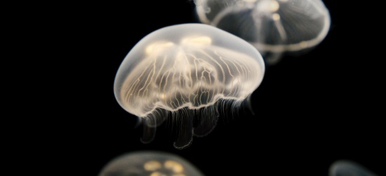 Incrédulos e de coração duro