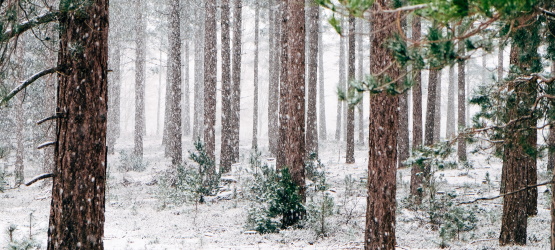 Vivemos para a vontade do Pai