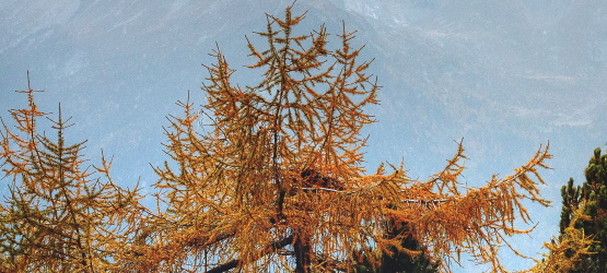 Prontos para condenar