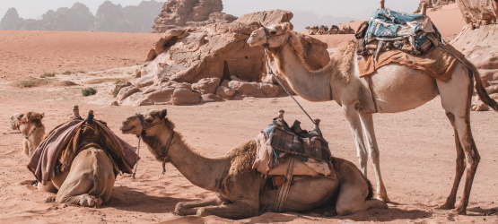 Entre aflições e vitória