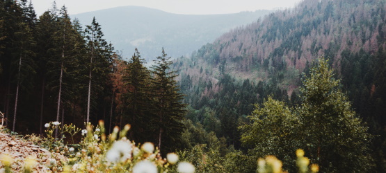 Na honra dada, a expressão de toda graça
