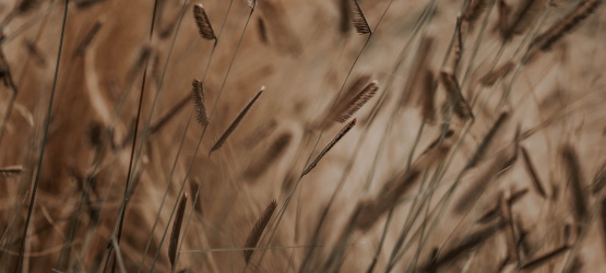 A salvação é de nosso Deus