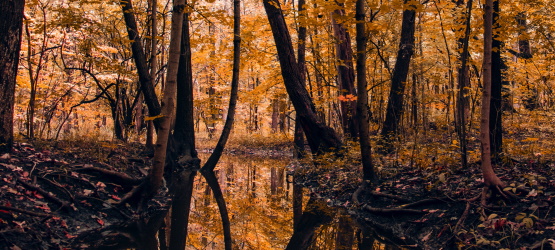 Constituídos reino e sacerdotes para Deus
