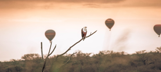 A desolação que sobrevirá e nosso papel