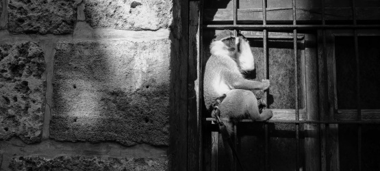 Não podemos sucumbir a escravidão