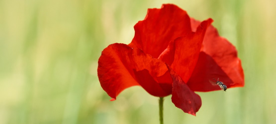 Santificando a Cristo em nosso coração