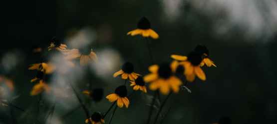 A razão das funções no Corpo