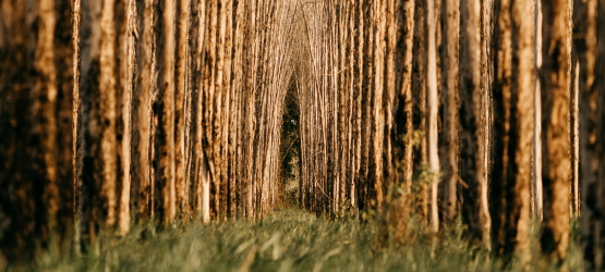 Acautelar dos cães e maus obreiros