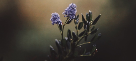 Com base na tua palavra