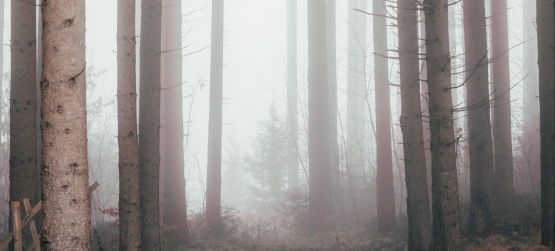 O testemunho e para testemunho