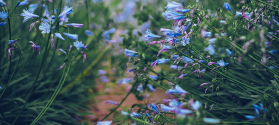 Vivendo a Igreja do Senhor