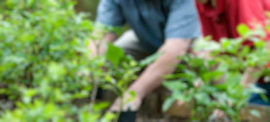 Cuidado para assegurar o fruto