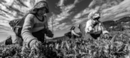 Temos sido bons ou maus lavradores?