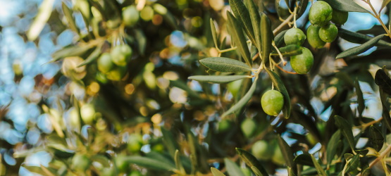 Trata do fruto que produz