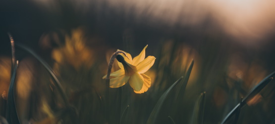 Pronta obediência e sujeição a vontade de Deus