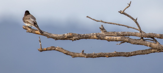 Obediência a regras suplanta a misericórdia?