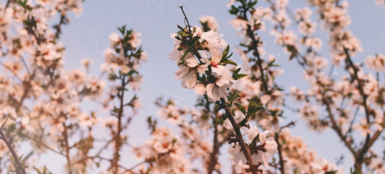 Tudo é uma questão de fruto