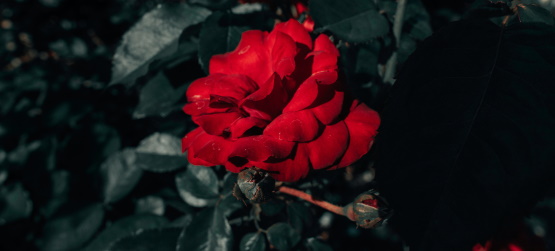 Tudo em troca do reino