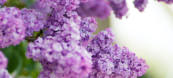 Honrar e cuidar sobrepõe a mandamento e regra