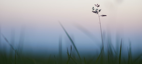 Agindo como os discípulos