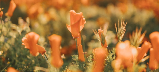 Responsabilidade segundo os talentos