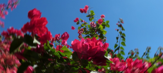 Obediência ou rebeldia?