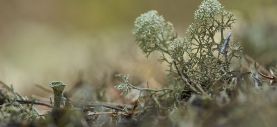 O anúncio do que sobreviria