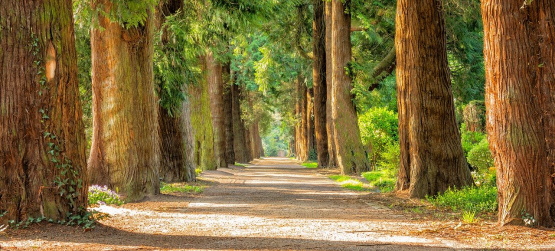 A incoerência humana