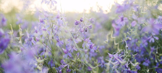 Uma promessa, uma esperança