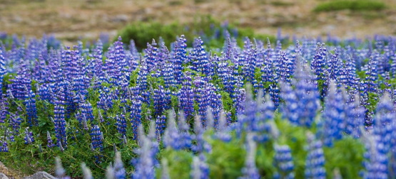 As sementes sendo plantadas