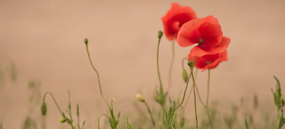 Por que queremos por Deus a prova?
