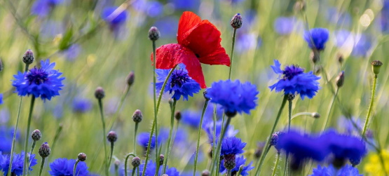 A responsabilidade perante as pessoas