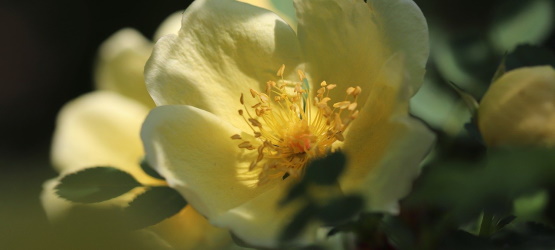 Pronto para ser oferta