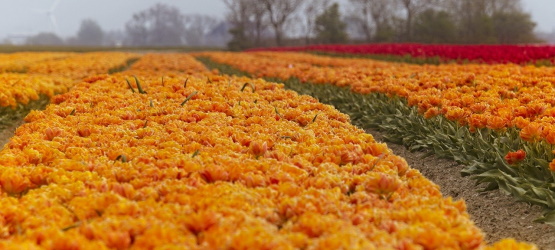 Compromisso com a vontade de Deus