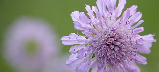 Uma grande proteção